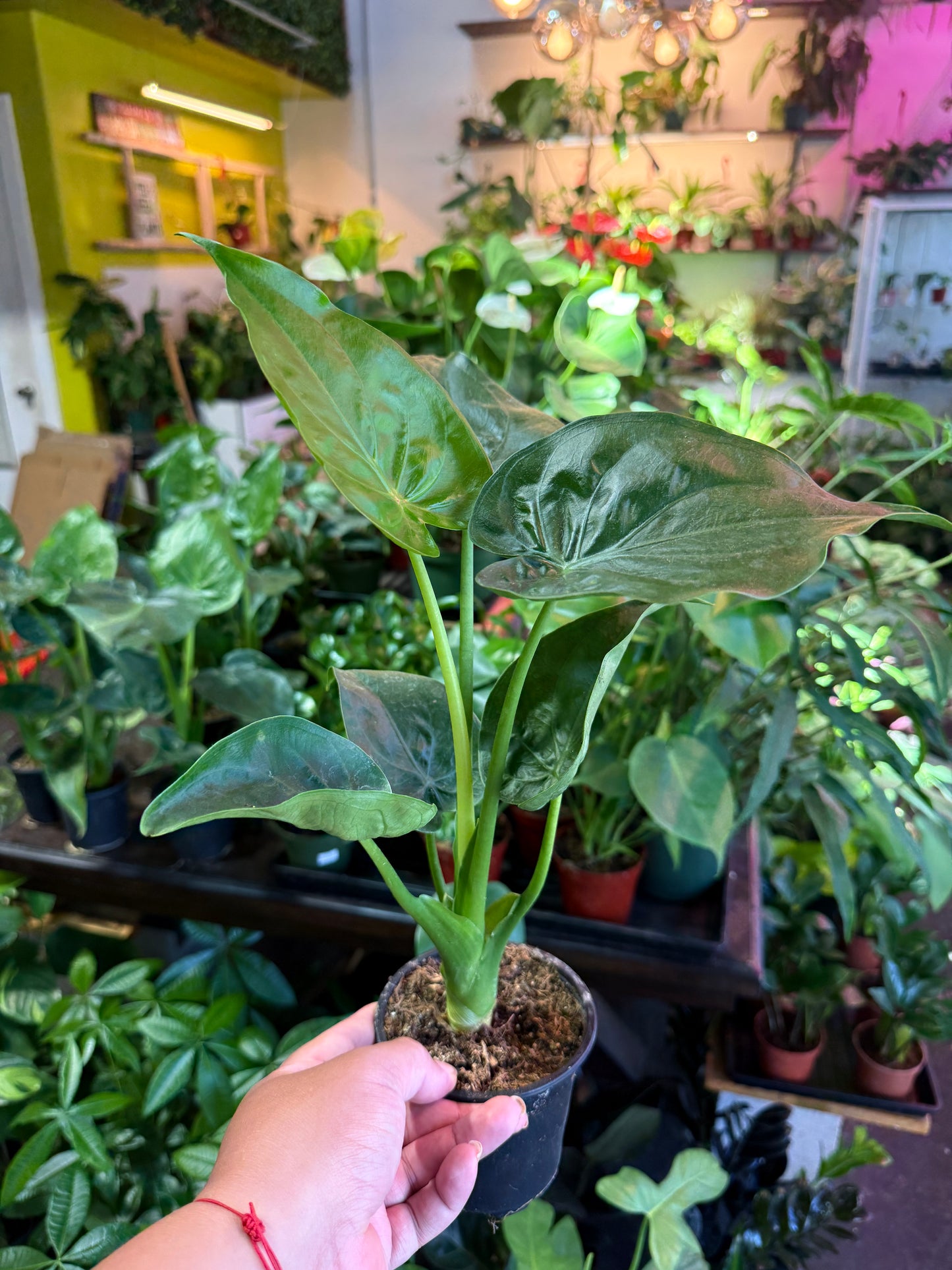 Alocasia 'Cucullata'