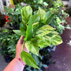Pothos 'Neon Queen'