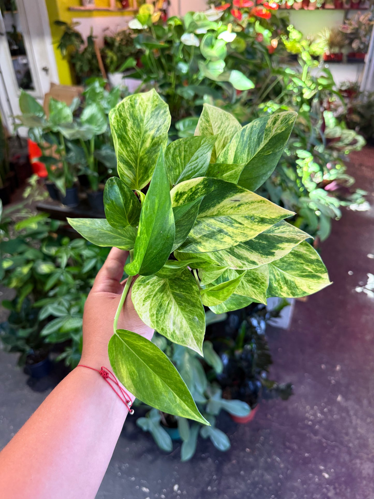 Pothos 'Neon Queen'