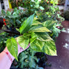 Pothos 'Neon Queen'
