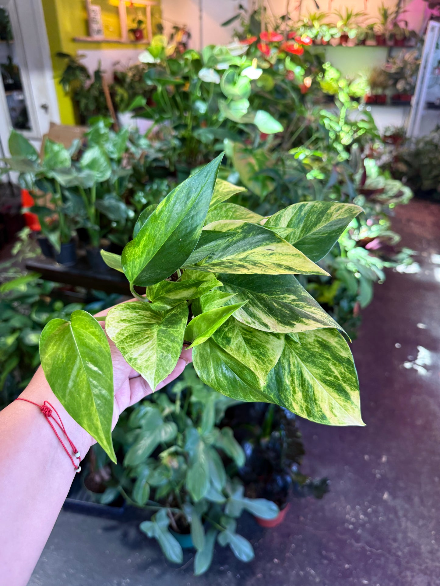 Pothos 'Neon Queen'