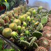 Mystery Cactus 2"