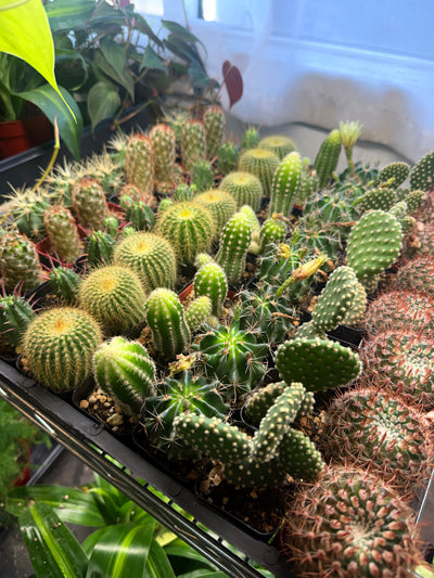 Mystery Cactus 2"