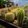 Mystery Cactus 2"
