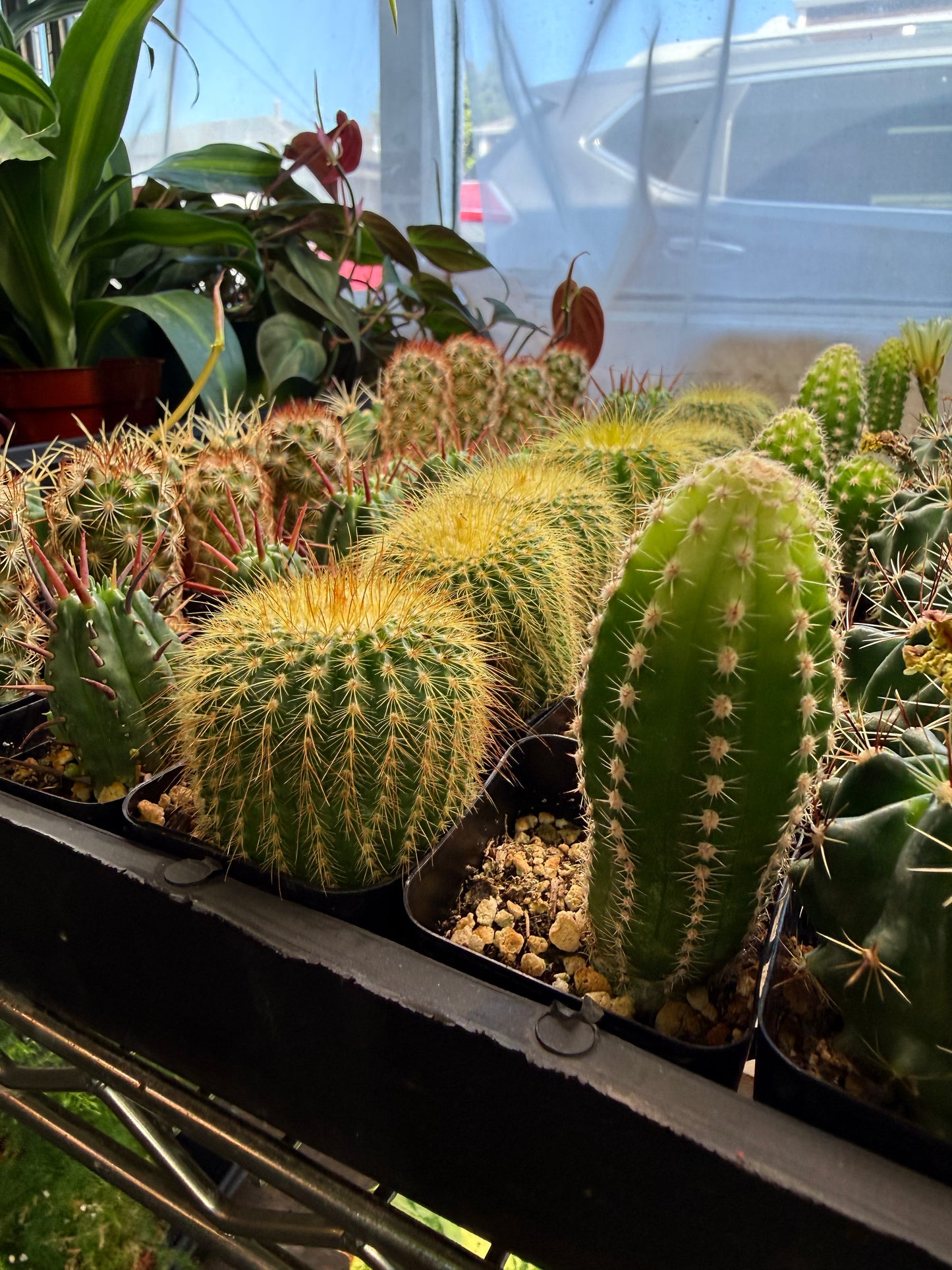 Mystery Cactus 2"