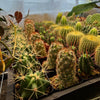 Mystery Cactus 2"