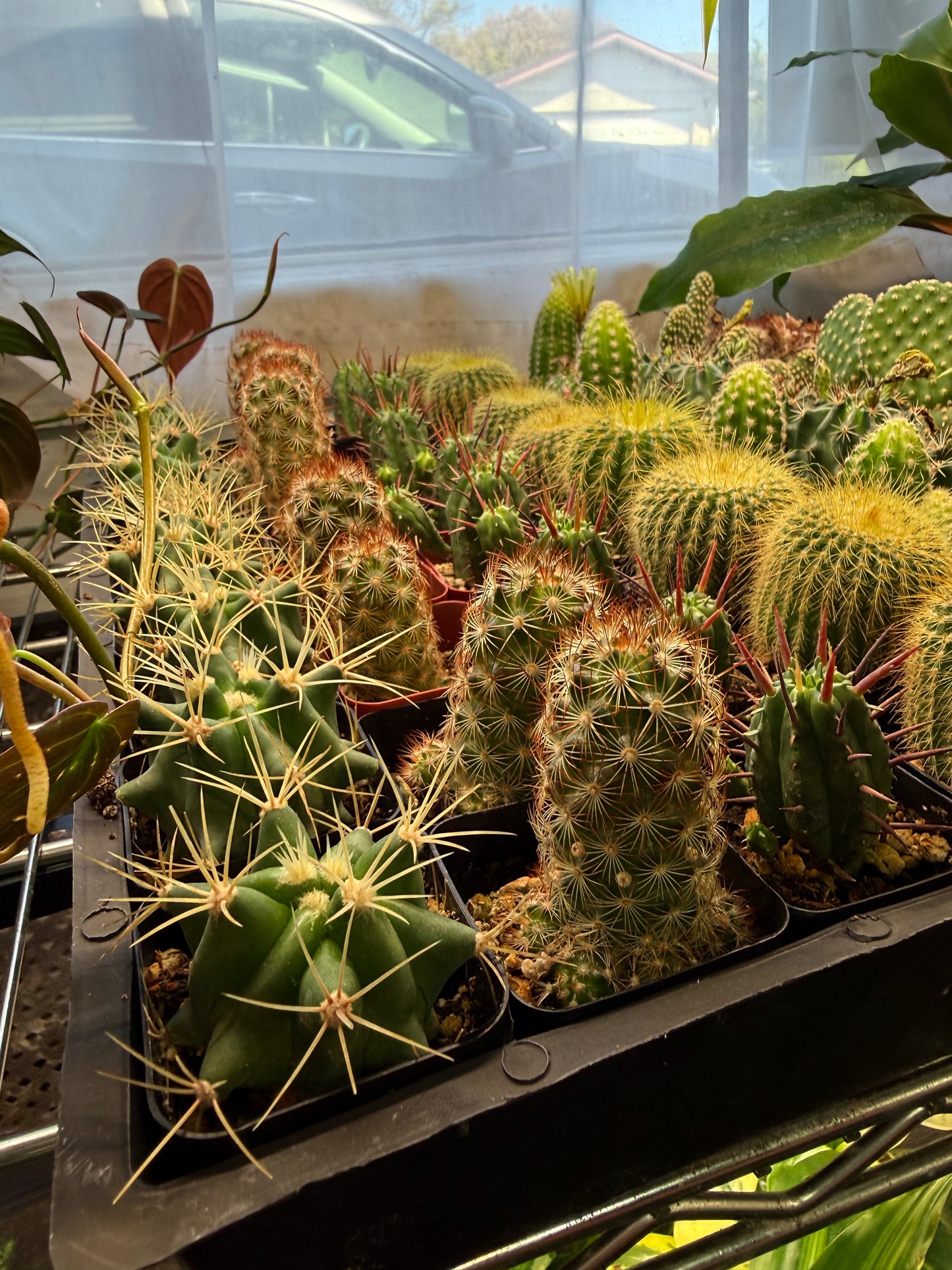 Mystery Cactus 2"