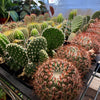 Mystery Cactus 2"