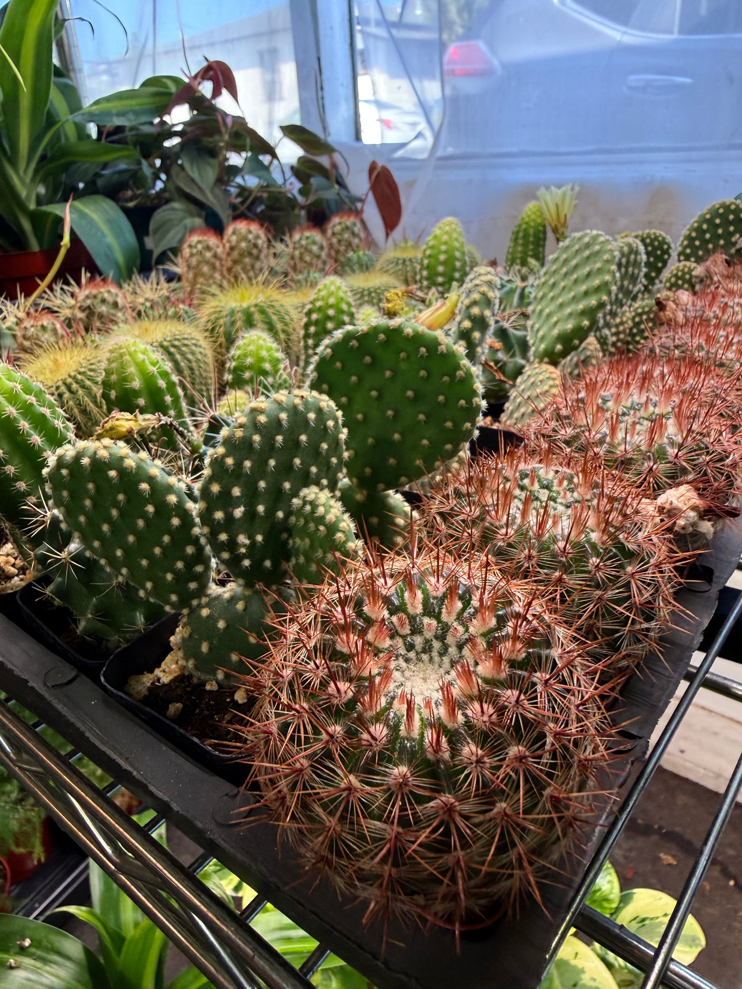 Mystery Cactus 2"