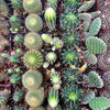 Mystery Cactus 2"