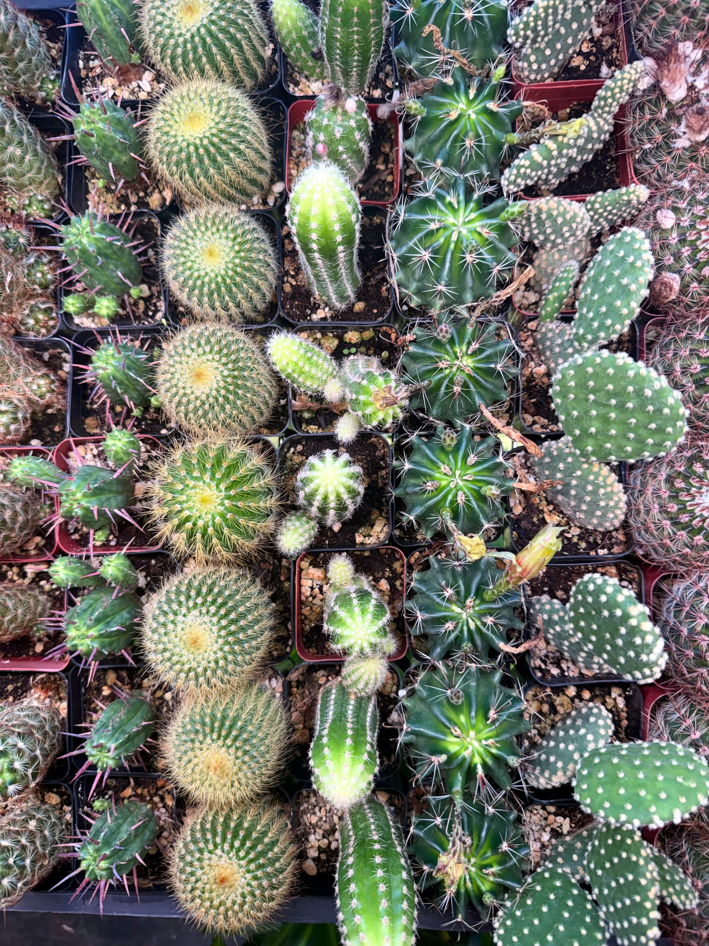 Mystery Cactus 2"
