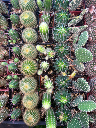 Mystery Cactus 2"