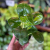 Peperomia ’Green’