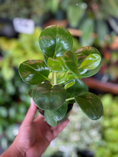 Peperomia ’Green’