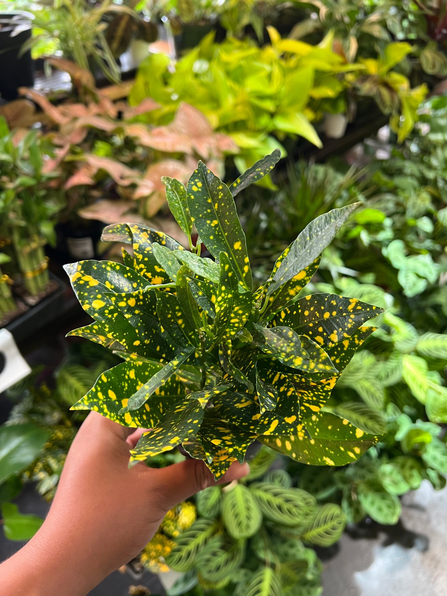 Croton 'Gold Dust'