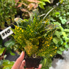 Croton 'Gold Dust'