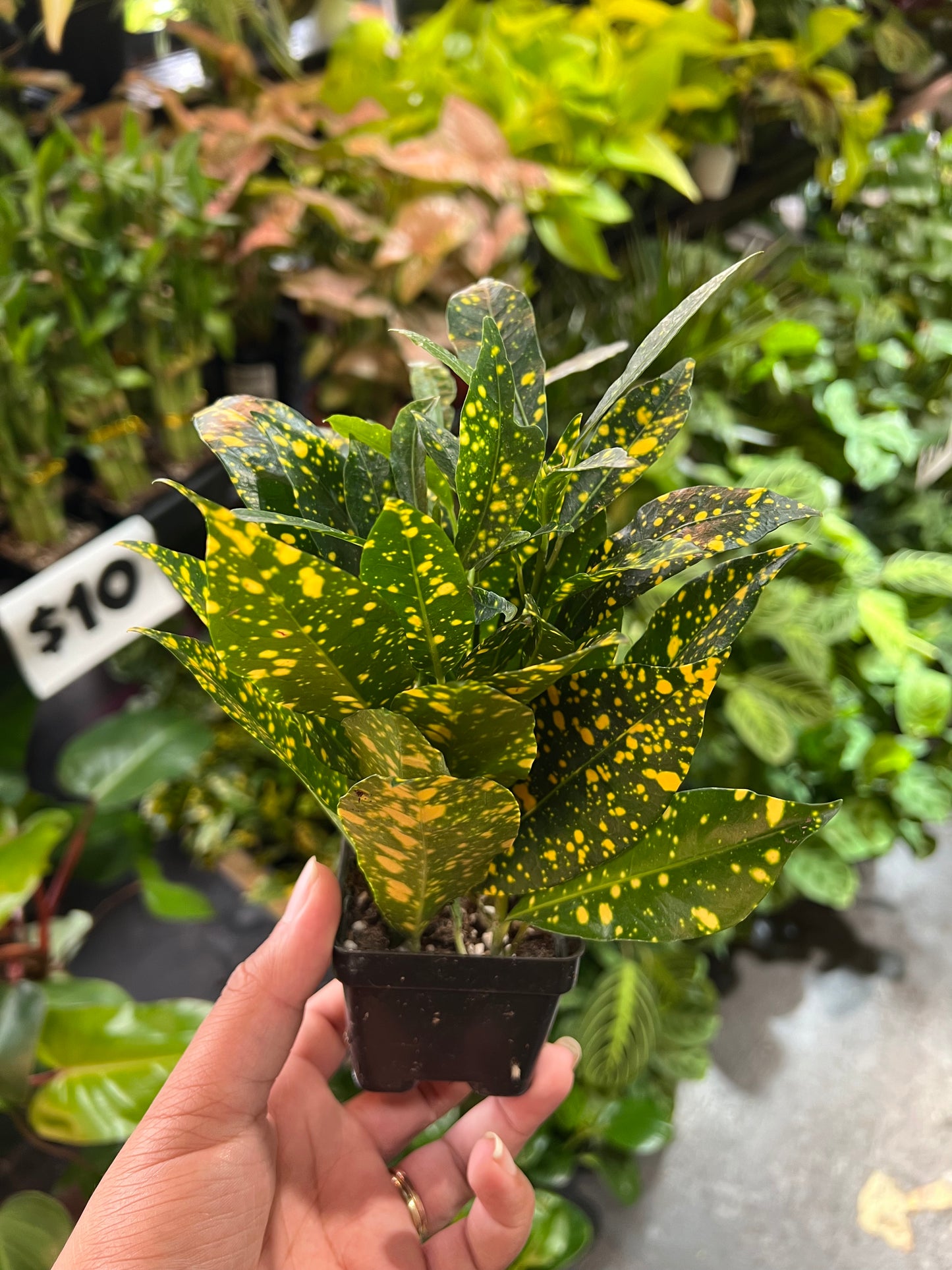 Croton 'Gold Dust'