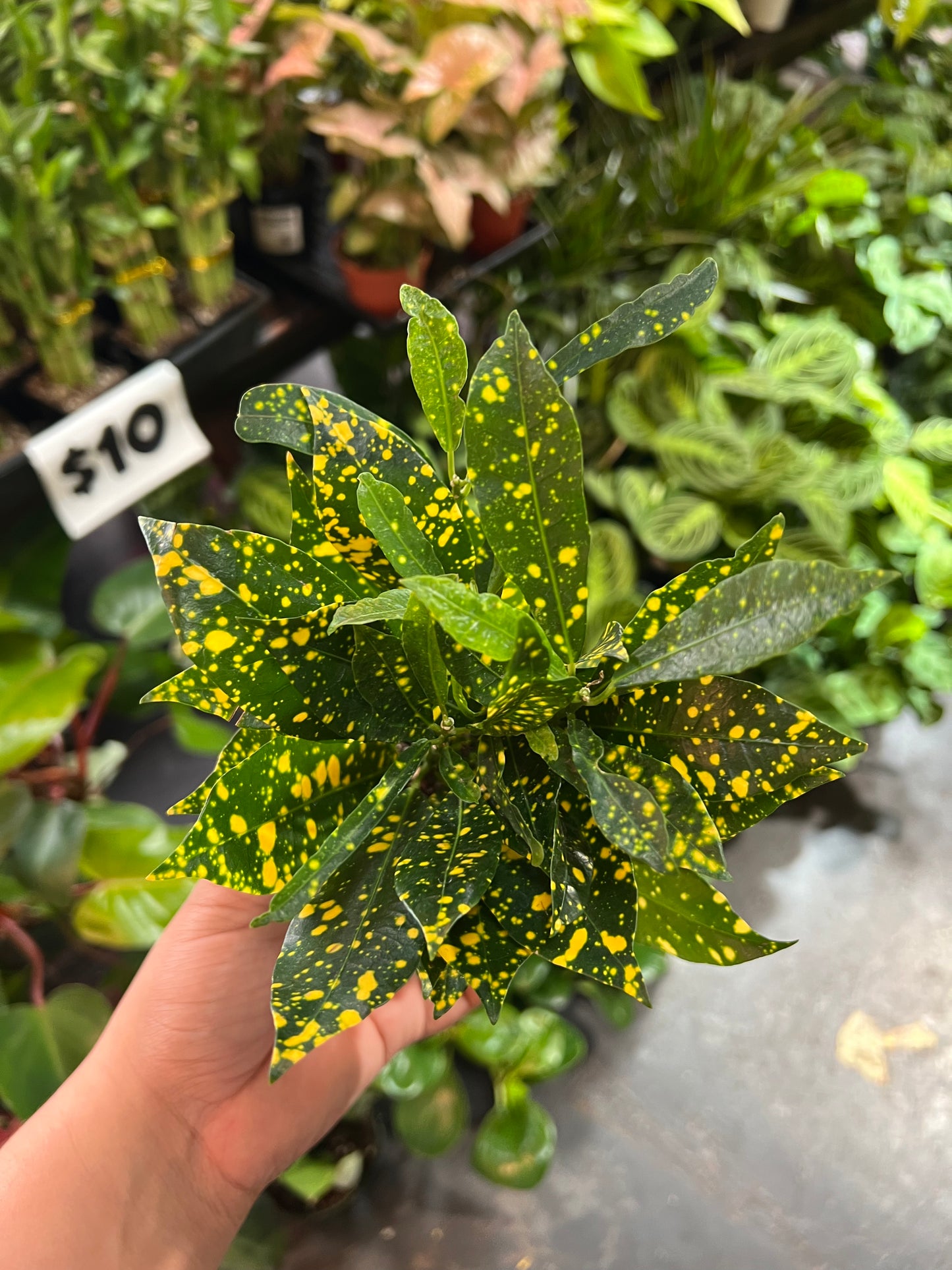 Croton 'Gold Dust'