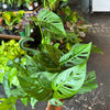 Monstera 'Adansonii'