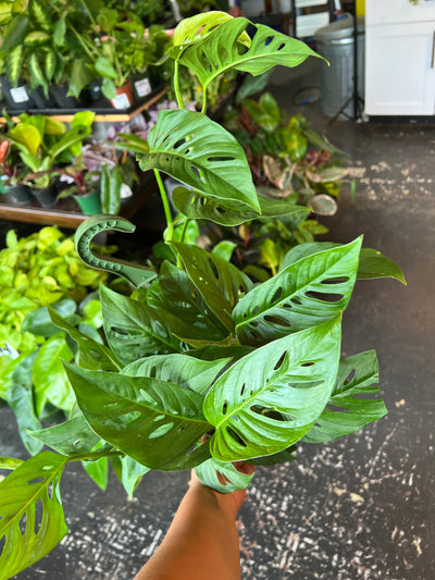Monstera 'Adansonii'
