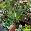 Monstera 'Adansonii'