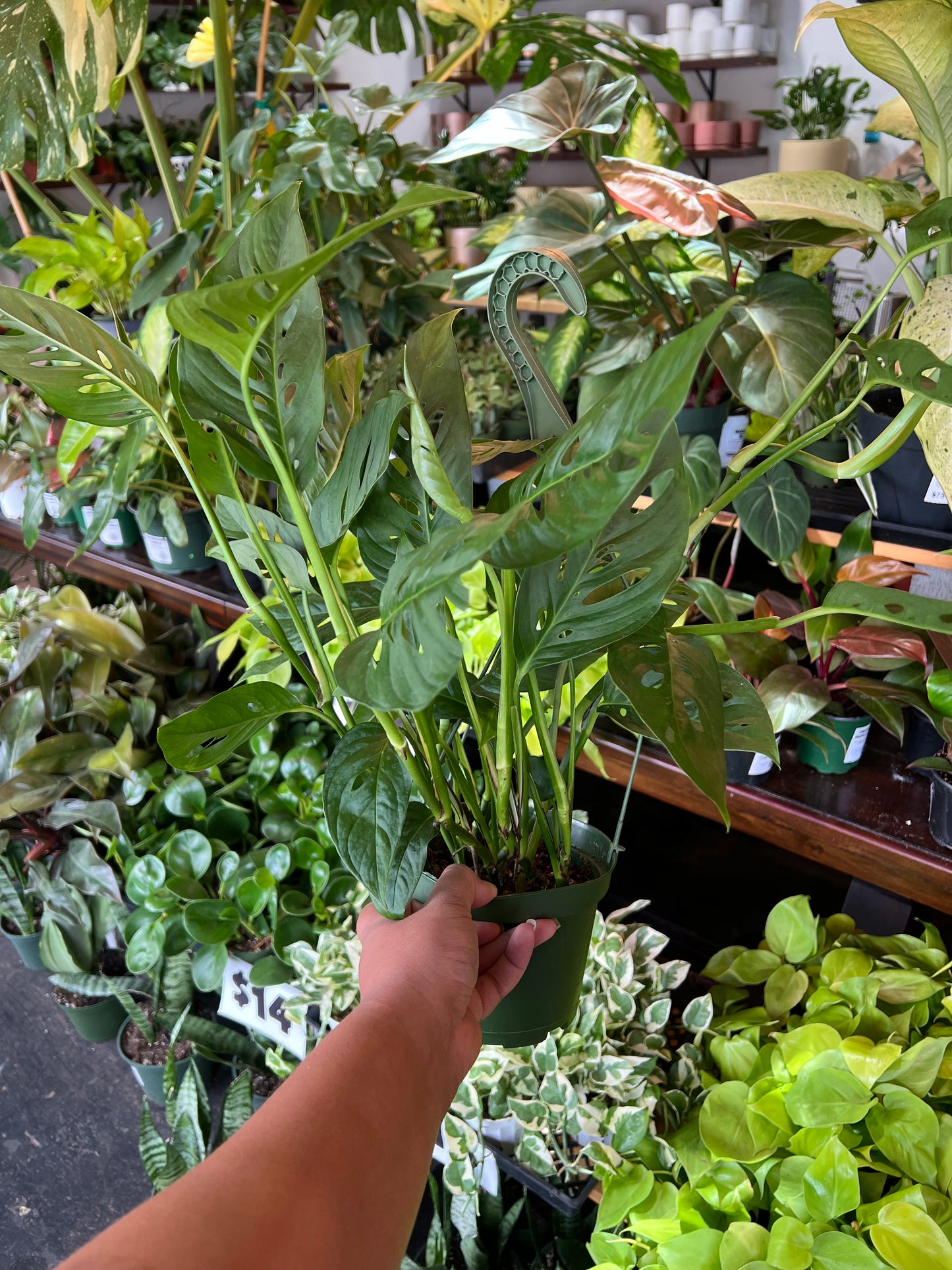 Monstera 'Adansonii'
