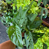 Monstera 'Adansonii'