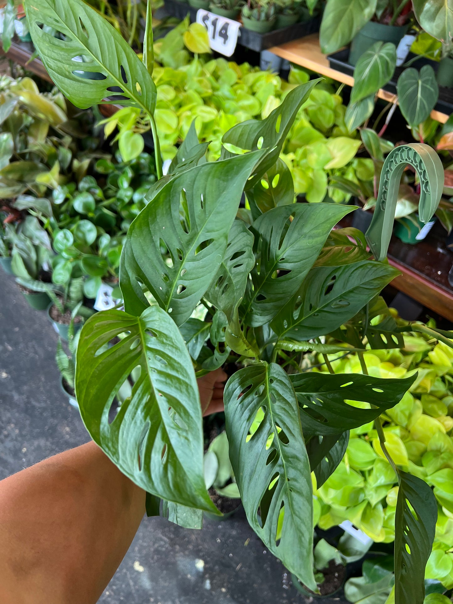 Monstera 'Adansonii'