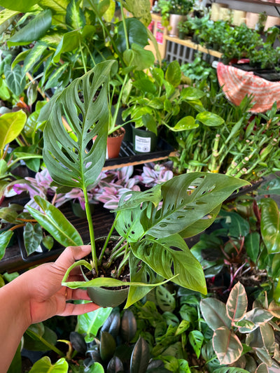 Monstera 'Adansonii'