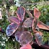 Ficus Elastica 'Ruby'