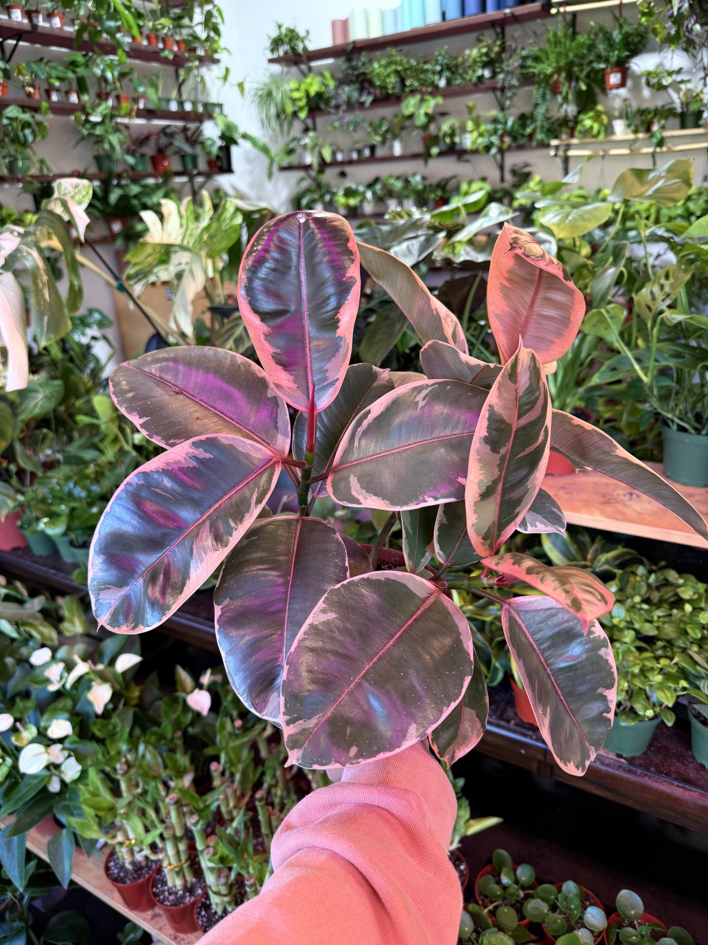 Ruby Ficus Node Ficus Elastica 'Ruby' – Humboldt Houseplants
