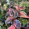 Ficus Elastica 'Ruby'