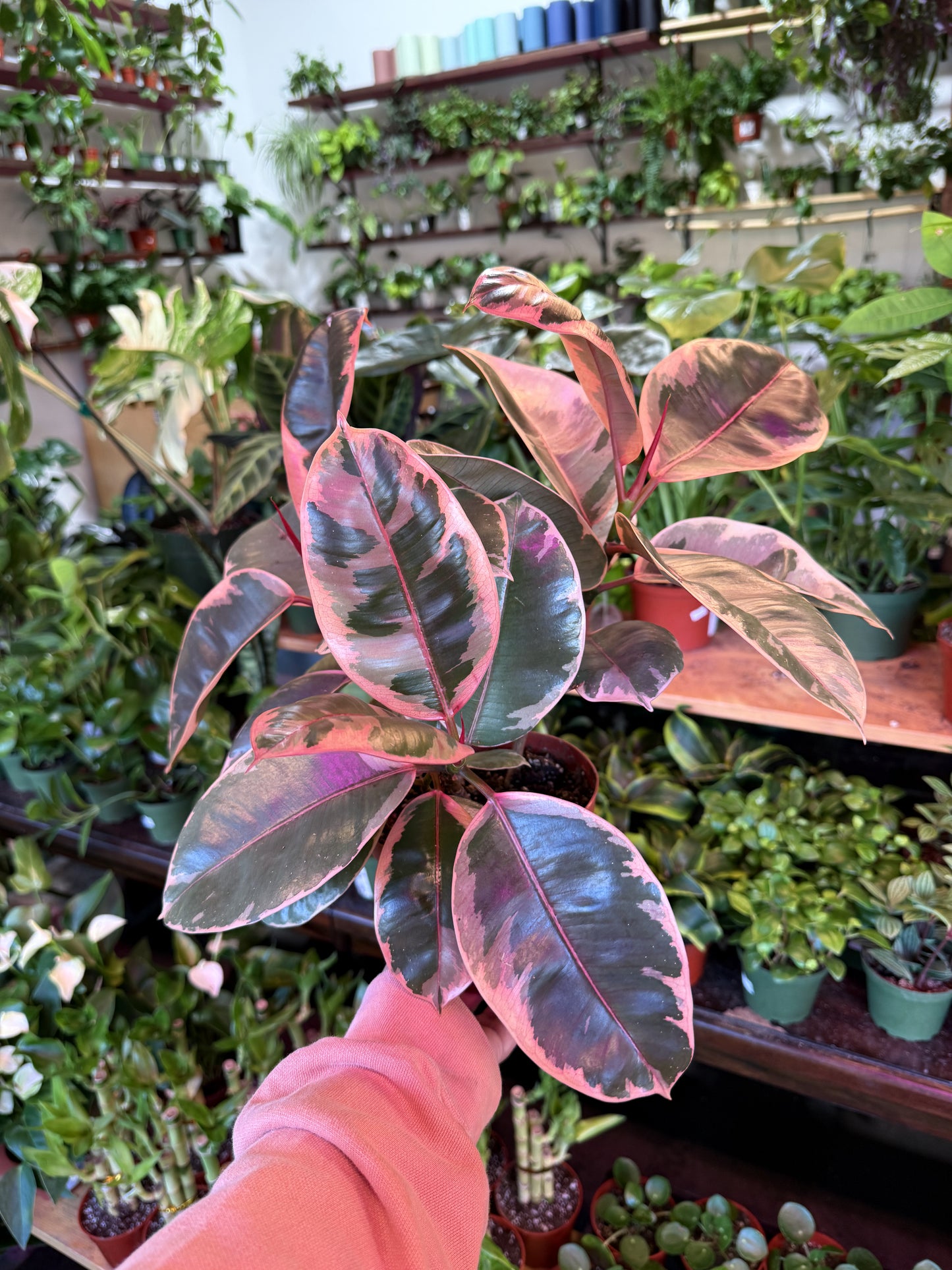 Ruby Ficus Node Ficus Elastica 'Ruby' – Humboldt Houseplants