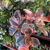Ficus Elastica 'Ruby'
