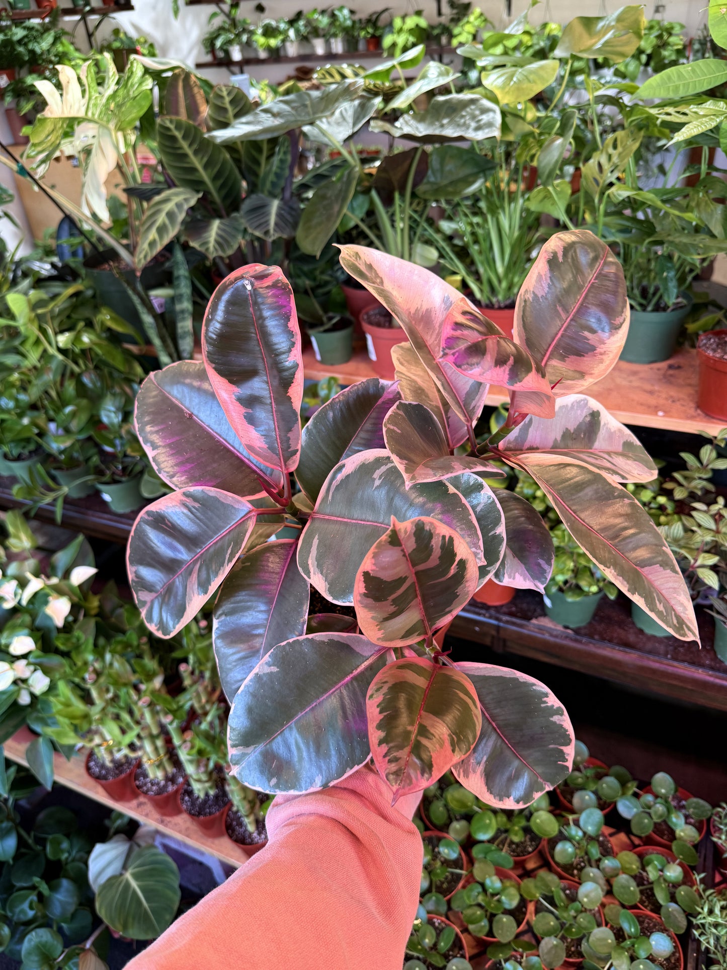 Ficus Elastica 'Ruby'