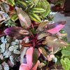 Philodendron 'Pink Princess'