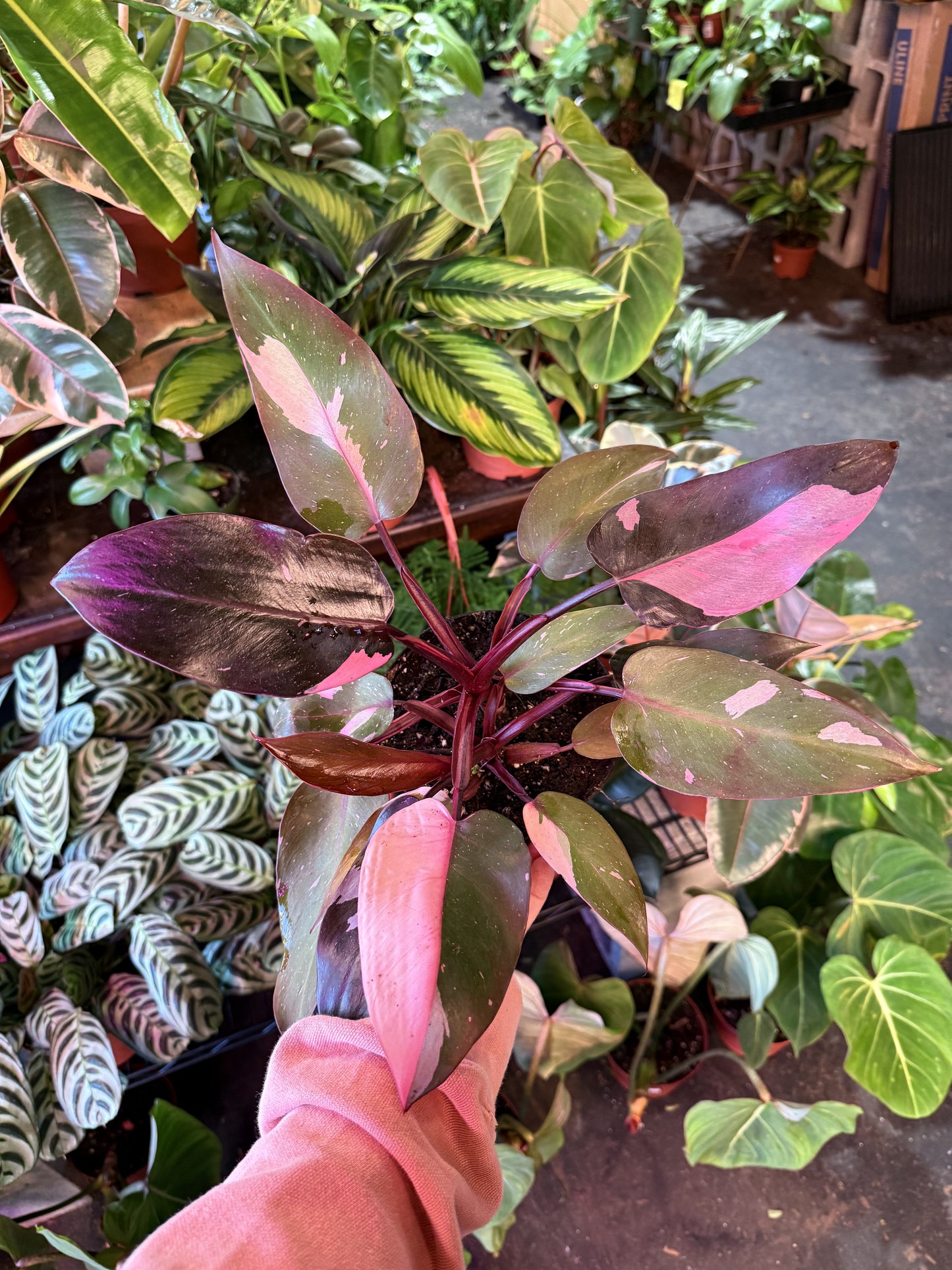 Philodendron 'Pink Princess'
