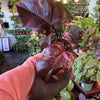 Philodendron 'Pink Princess'
