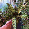 Calathea Lancifolia 'Rattlesnake'