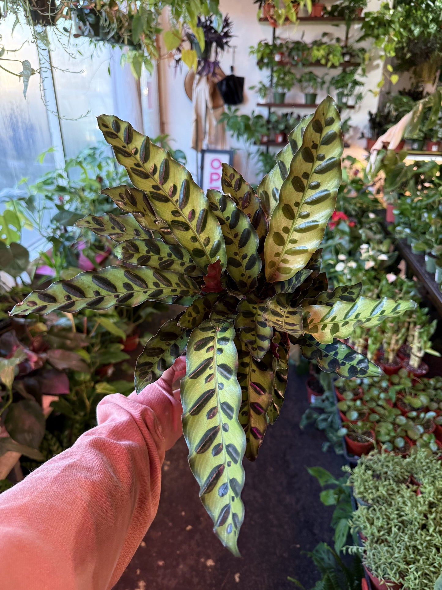 Calathea Lancifolia 'Rattlesnake'