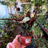 Calathea Lancifolia 'Rattlesnake'