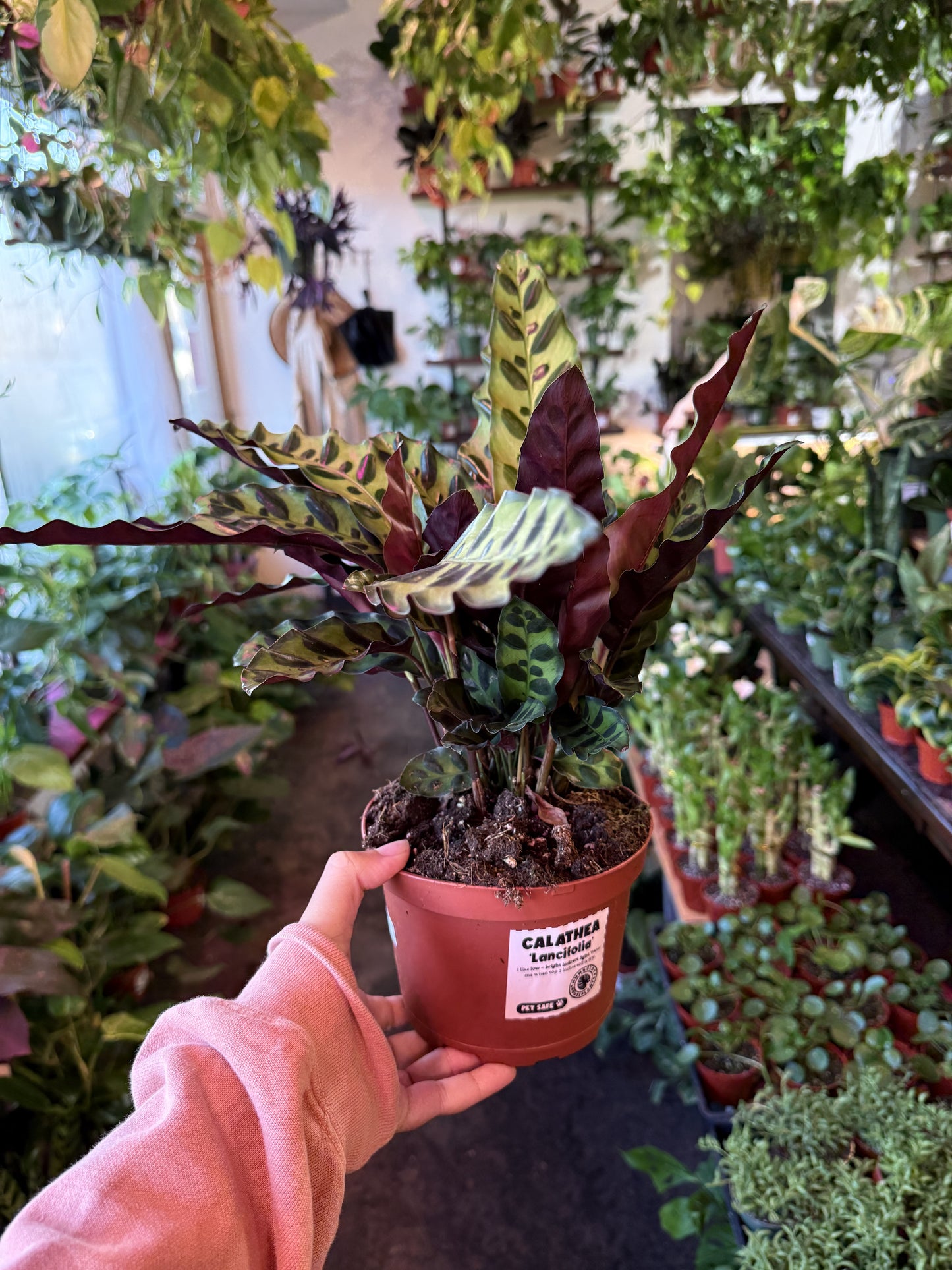 Calathea Lancifolia 'Rattlesnake'
