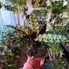 Calathea Lancifolia 'Rattlesnake'