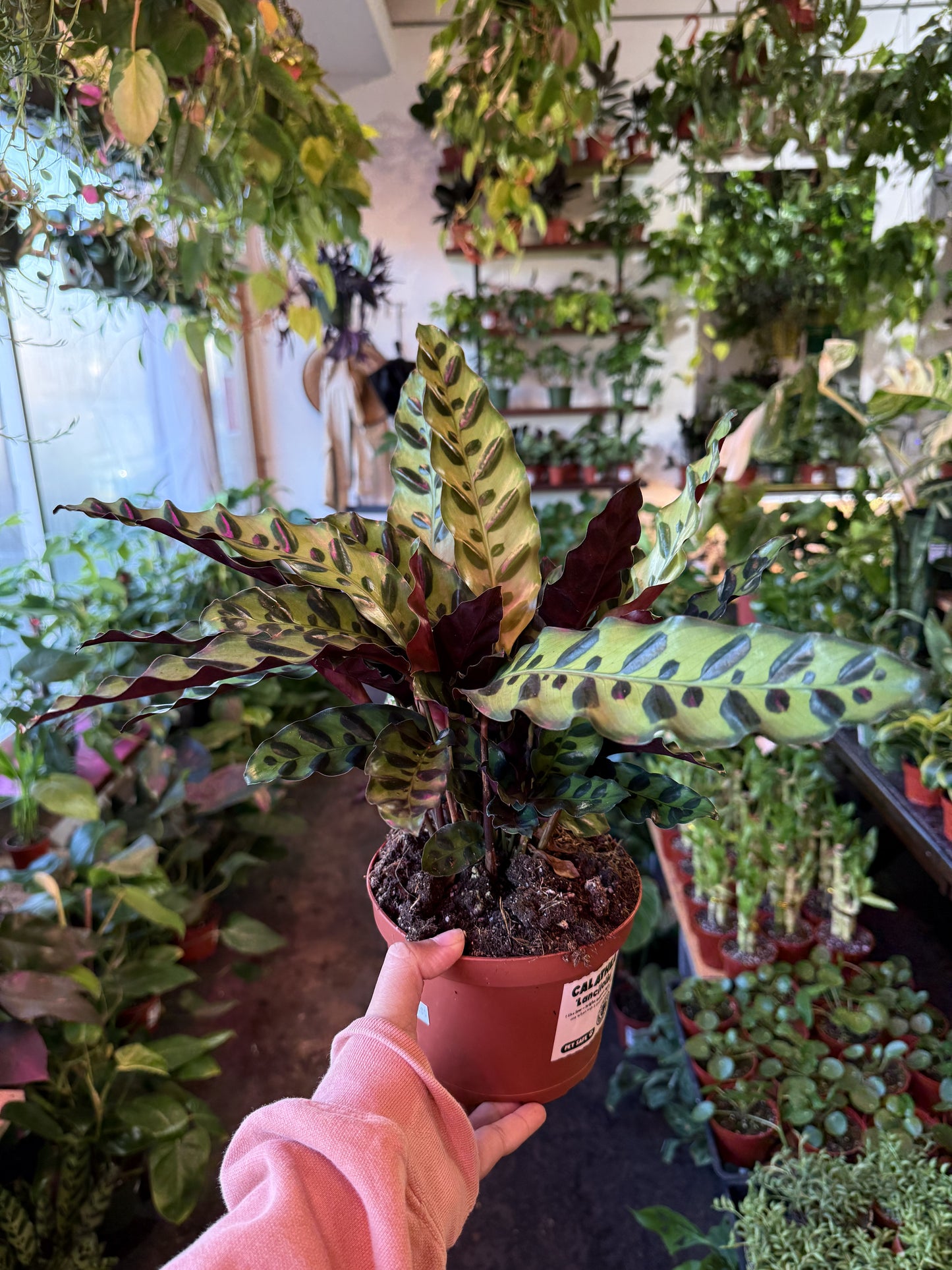 Calathea Lancifolia 'Rattlesnake'