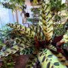 Calathea Lancifolia 'Rattlesnake'