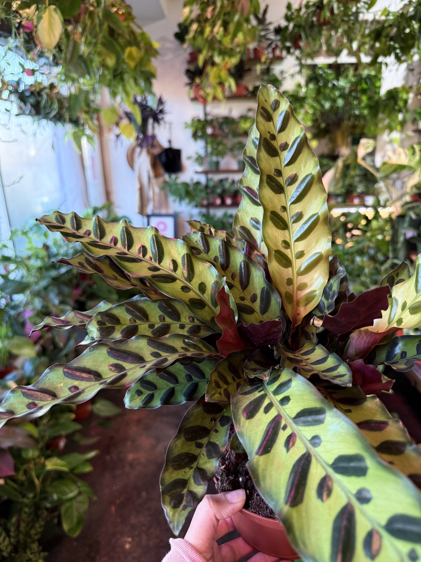 Calathea Lancifolia 'Rattlesnake'