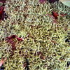 String of Bananas