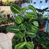 Maranta Lemon Lime