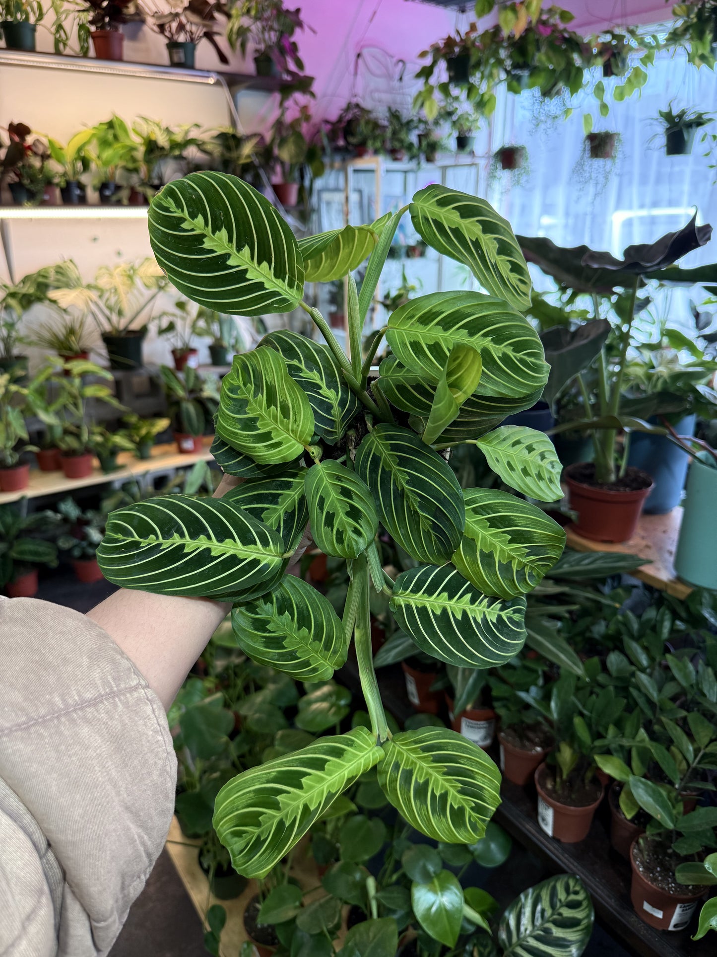 Maranta Lemon Lime
