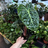 Alocasia 'Pink Dragon'